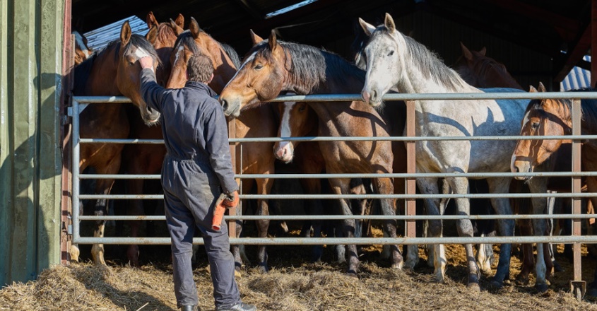 Holtland Paardenhouderij